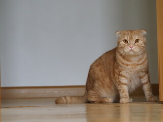 Naklejka premium scottish fold yellow cat at home