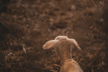 a little white, very freshly born lamb is standing in the barn very curious about everything. still a bit shaky on his feet.
perfect Photography for Illustration with lots of copy space