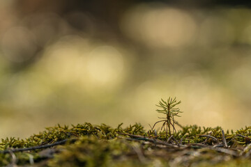 a very young shoot of a fir tree grows out of the seed in the moss. beautiful forest bokeh
