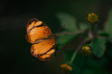 orange butterfly on a flower
