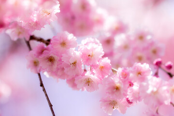 しだれ桜