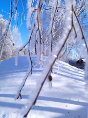 snow covered trees