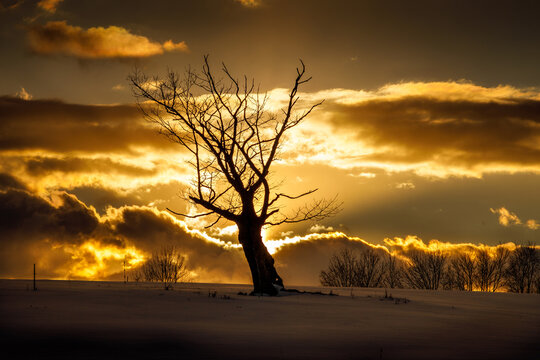 Solo Tree During The Sunset In Chenango, County New York.