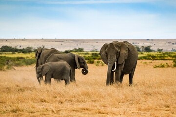 Naklejka na ściany i meble migration of elephants in amboseli park
