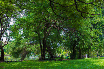 Green tree forest in city public park with green meadow grass