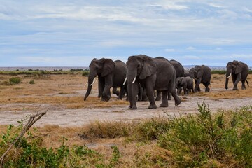Obraz na płótnie Canvas migration of elephants in amboseli park