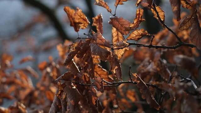 Golden brown fall oak leaves and tree branches in the autumn breeze. Dry rust coloured foliage on a tree blowing in the wind and illuminated by sunlight. Close up shot, beautiful sunset lights, 4k