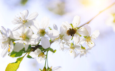 Honey bee collected pollen nectar on cherry flower. Flowers Japanese blossom cherry on Sakura tree on spring sunny day Beautiful nature scene with flowering tree and sun sky. Soft focus 