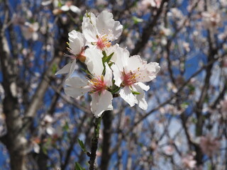 flores de almendro en primavera