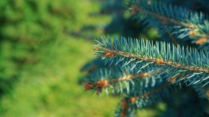 Blue spruce background. Coniferous tree. Nature, Christmas, New Year, seasonal concept. Selective focus