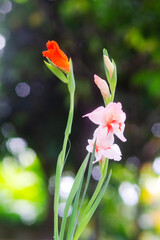 Obraz premium Gladiolus flowers blooming in garden