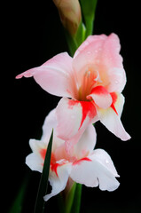 Obraz na płótnie Canvas Gladiolus flowers on black background