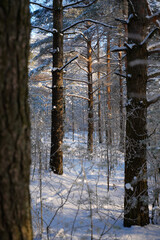 winter pine forest in the morning