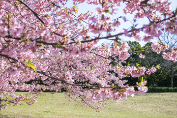 千葉ポートパークに咲く　桜
