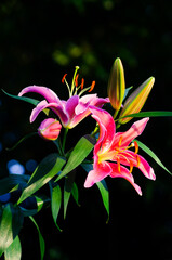 Pink Lily flowers blooming  in garden