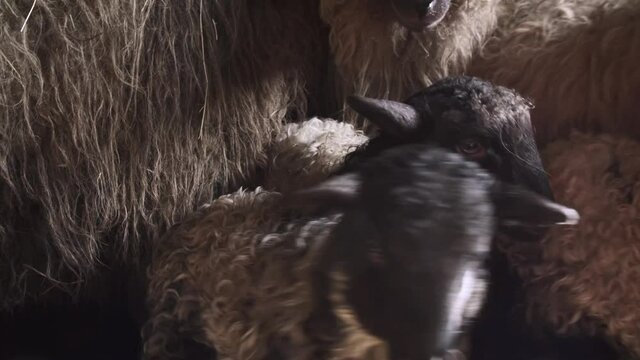 Flock of sheep with baby lamb inside barn