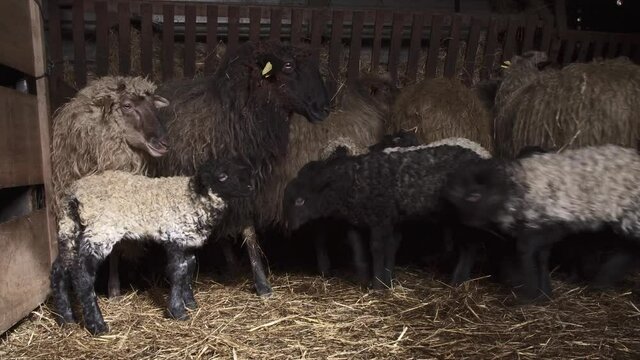 Flock of sheep with baby lamb inside barn