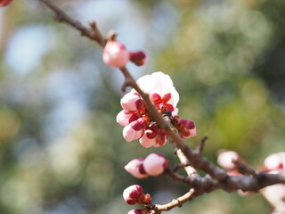 ピンク色で可愛い梅の蕾