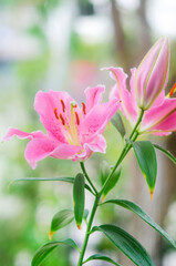 Fototapeta premium Pink Lily flowers blooming in garden