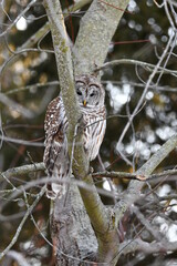 Barred owl hunting in the forest