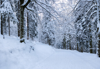 snow covered trees in the forest