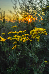 Beautiful wildflowers on a green meadow. Warm summer evening. Beautiful rural landscape with sunrise and open meadow flowers bloom in the spring fields. Wild flowers blooming in the sunset 