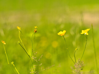 Gelbe Dotterblumen in der Wiese an einem sonnigen Tag vor unscharfem grünem und gelbem Hintergrund