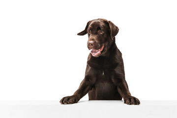 Singing. The brown, chocolate labrador retriever playing on white studio background. Young doggy,...