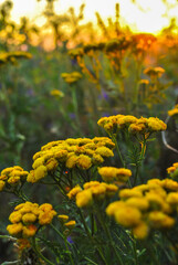 Beautiful wildflowers on a green meadow. Warm summer evening. Beautiful rural landscape with sunrise and open meadow flowers bloom in the spring fields. Wild flowers blooming in the sunset 