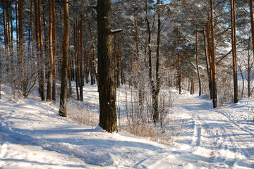 snow covered on pine trees forest