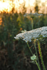 Beautiful wildflowers on a green meadow. Warm summer evening. Beautiful rural landscape with sunrise and open meadow flowers bloom in the spring fields. Wild flowers blooming in the sunset 