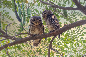 Spotted owlet(Athene brama) looking at us in nature