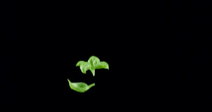 Fresh green basil leaves slowly fly up and fall on a black background. Blackmagic Ursa Pro G2, 300 fps.