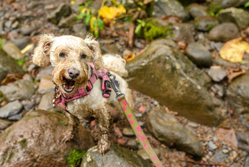 Dirty white dog standing on rocks