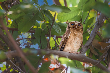 Owl, Collared Scops Owl (Otus lettia) looking at in nature