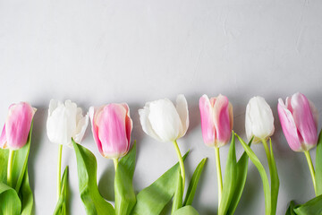 Bouquet of white and pink tulips on a white background. Spring mood, blossoming flowers for romantic, love atmosphere for holiday. Copy space, selective focus