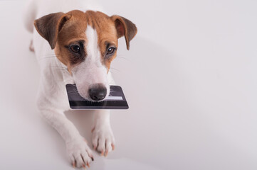 An obedient smart dog holds a bank card in his mouth on a white background. Copy space