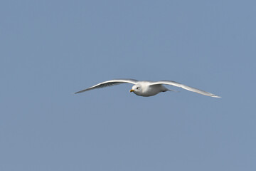 Fototapeta na wymiar Iceland gull in flight with wings spread
