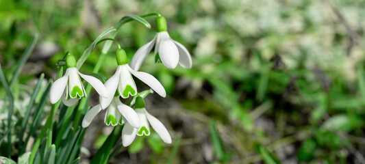 Fototapeta na wymiar White fresh snowdrops flower ( Galanthus ) on green meadow in sunny garden . Easter spring background