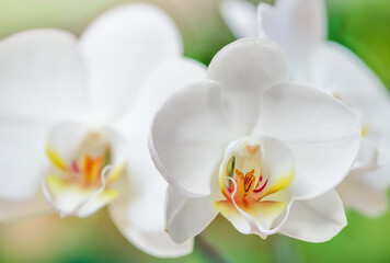 Closeup of white phalaenopsis orchid blossoms.