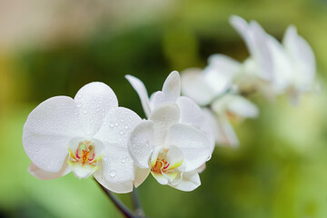 Closeup of a branch white phalaenopsis orchid blossoms with dew drops, soft green background.