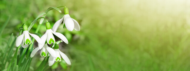 White fresh snowdrops flower ( Galanthus ) on green meadow in sunny garden . Easter spring background banner panorama