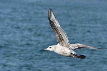 Herring gull in flight with wings spread