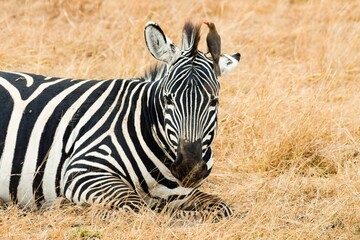 Obraz na płótnie Canvas zebras in amboseli national park