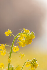 朝もやに霞む桜をバックに朝露に輝く菜の花