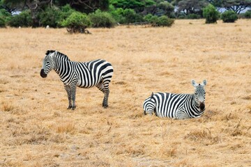 zebras in amboseli national park