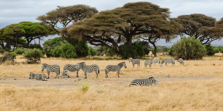 zebras in amboseli national park