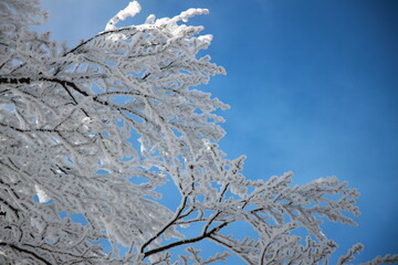 Winter Landscape Closeup Snow-Covered Tree Branch In Forest