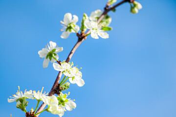 Blooming apple tree branch in the garden on a blue sky background. Spring cherry flowers close up.