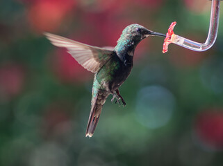 Flying Hummingbird